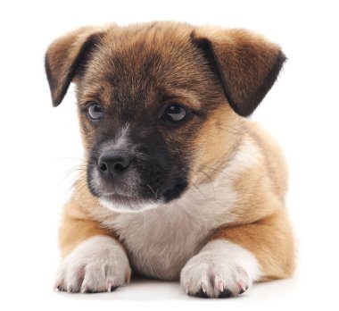 Küçük köpek izole.