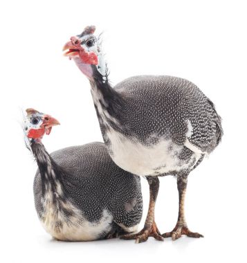 Young guinea fowl. clipart