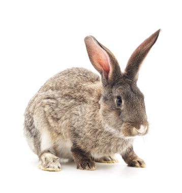 İzole kahverengi tavşan.