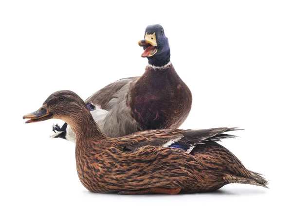 Dos patos salvajes . — Foto de Stock