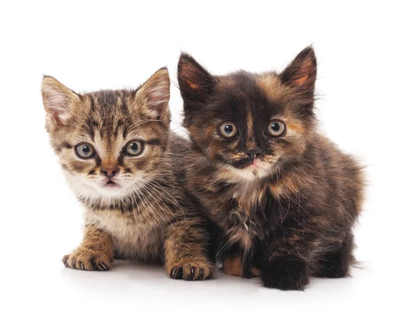 Two little kittens. — Stock Photo, Image