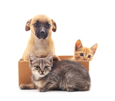 Yavru kedi ve köpek yavrusu.