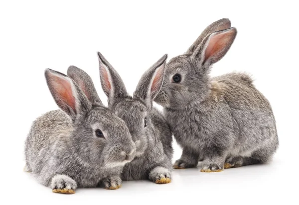 Drie konijnen geïsoleerd. — Stockfoto