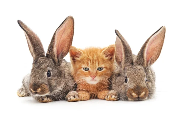 红色的小猫和小兔子. — 图库照片