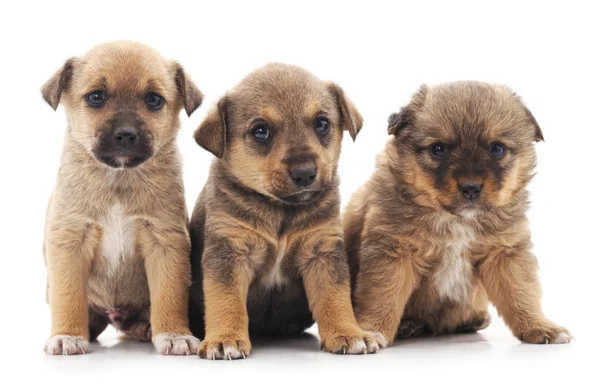 Tres cachorros aislados . — Foto de Stock