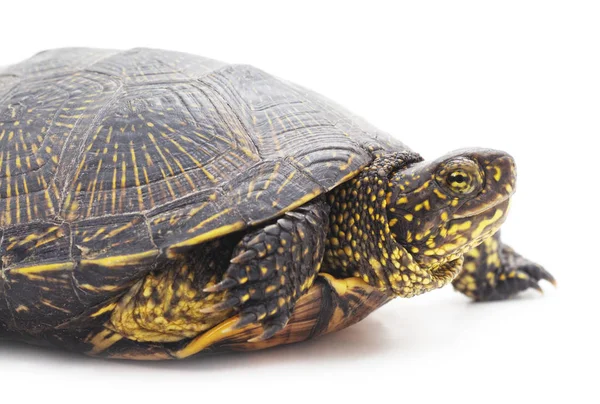 Vahşi kaplumbağa izole.
