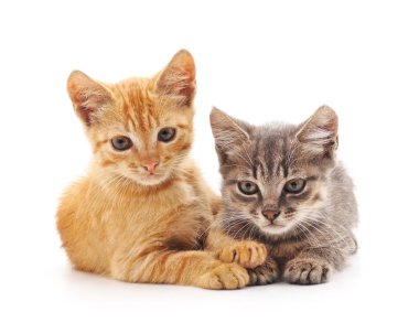 iki küçük yavru kedi.