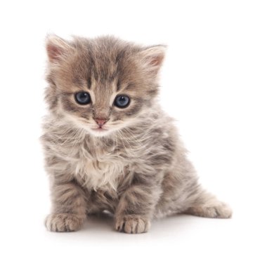 izole küçük kedi yavrusu.