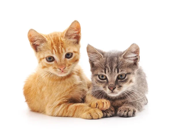 iki küçük yavru kedi.