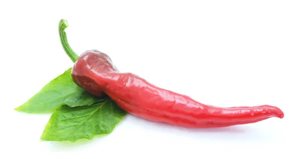 Uma pimenta vermelha . — Fotografia de Stock