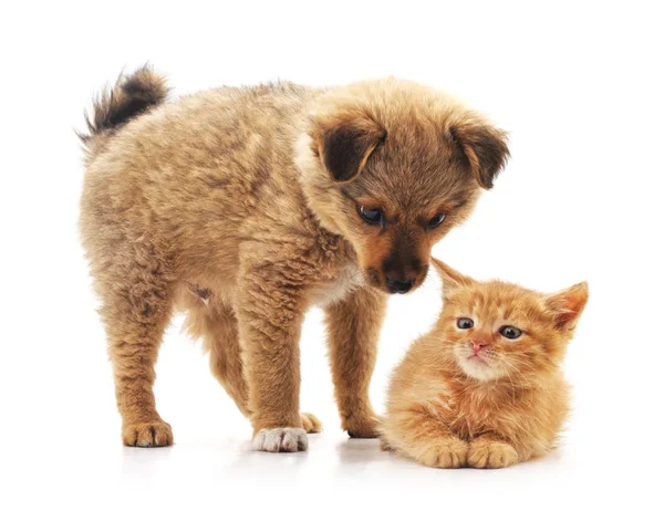 Cachorro y gatito . — Foto de Stock