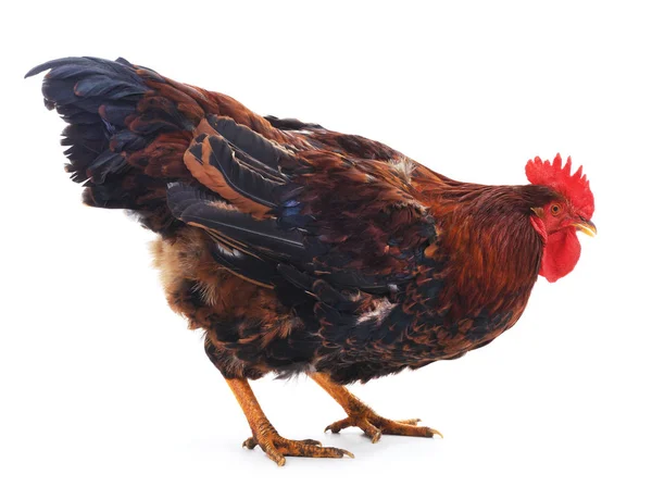Red cock isolated. — Stock Photo, Image