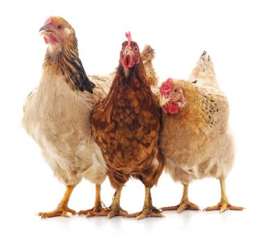 Üç kahverengi tavuk.