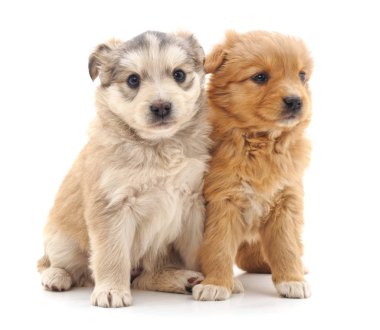 dos cachorros de chihuahua aislado.