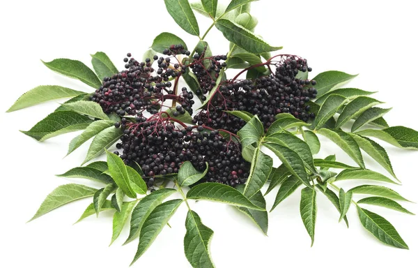 Fruits de sureau noir . — Photo