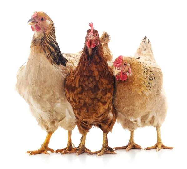 Üç kahverengi tavuk.