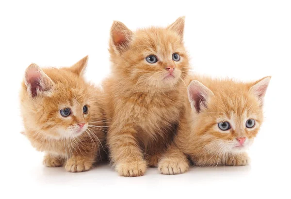 Tres gatos rojos . — Foto de Stock
