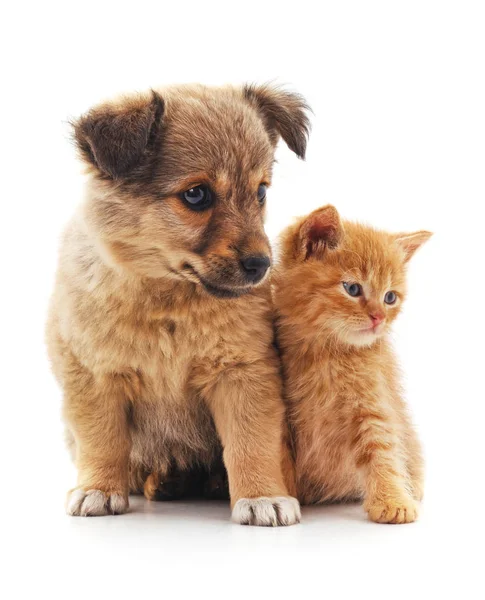 Yavru kedi ve köpek yavrusu. — Stok fotoğraf