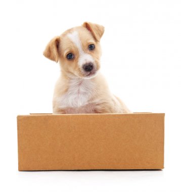 Bir kutu içinde kahverengi köpek yavrusu.