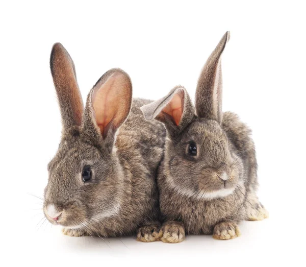 Two gray rabbits. — Stock Photo, Image