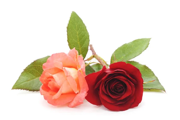 Červené a růžové růže. — Stock fotografie