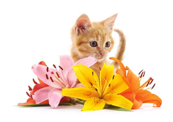 Brown kitten and lily. — Stock Photo, Image