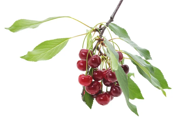 Cerezas en una rama . —  Fotos de Stock