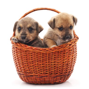 Sepette iki köpek yavrusu.