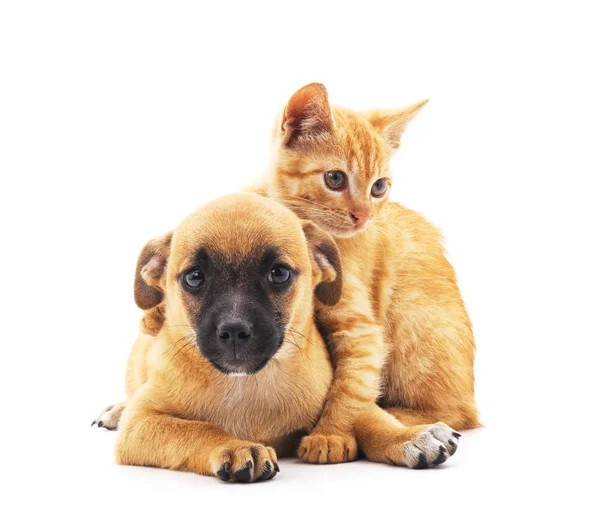 Filhote de cachorro e gatinho . — Fotografia de Stock