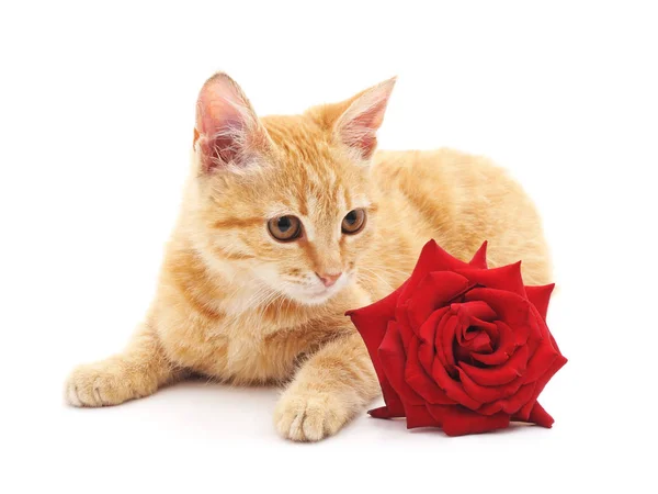 Gatinho marrom e uma rosa vermelha . — Fotografia de Stock