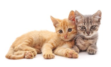 iki küçük yavru kedi.