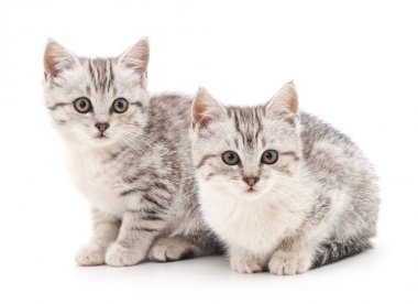 İzole iki yavru kedi.