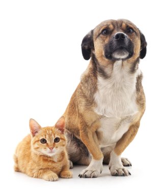 köpek ve kedi.