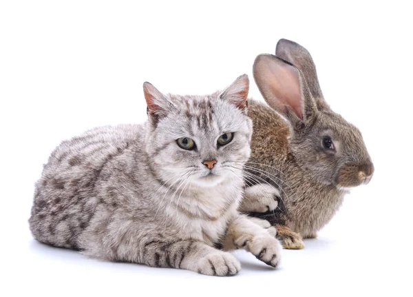 Cat and rabbit.