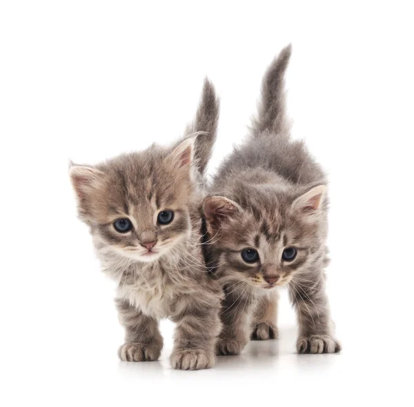 Два изолированных котенка . — стоковое фото