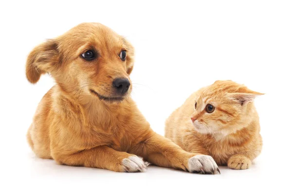 강아지와 새끼 고양이. — 스톡 사진