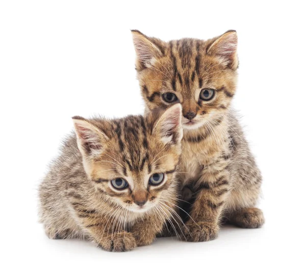 Two little kittens. Stock Picture