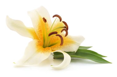 Beyaz zambak yalıtılmış.