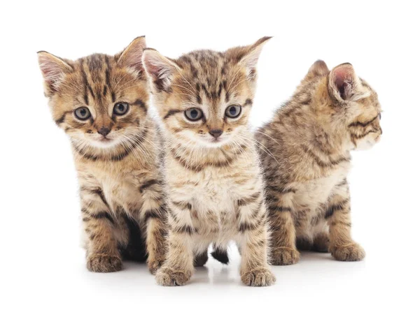 Three little kittens. — Stock Photo, Image