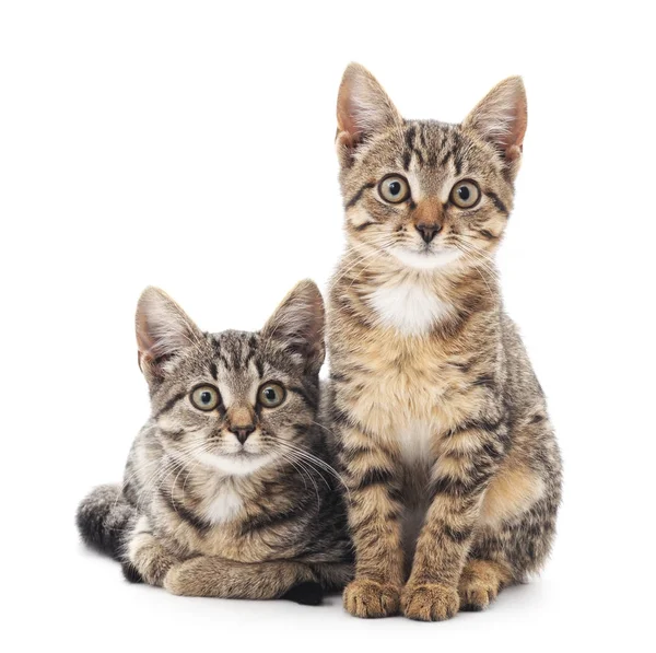 Dwa małe kociaki. — Zdjęcie stockowe