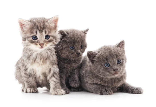 Три маленьких котенка . — стоковое фото