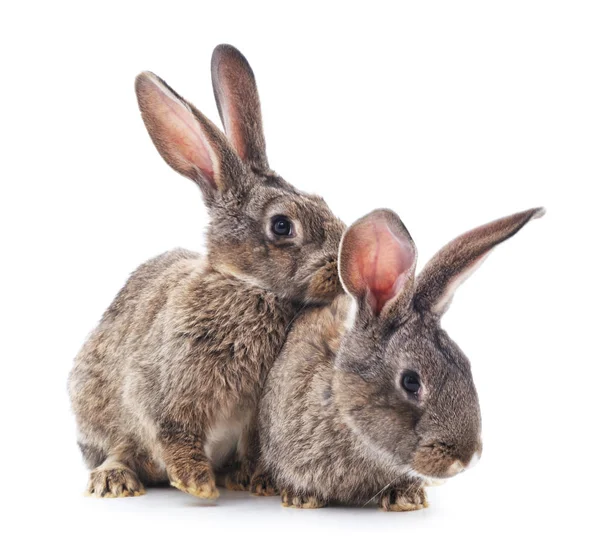 İki tavşan izole.
