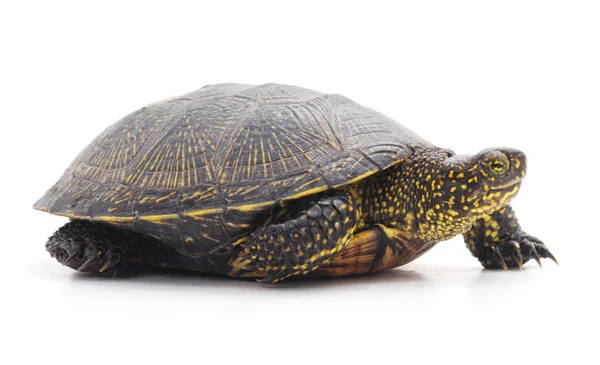 Coahuilan Box Turtle — Stock Photo © fivespots #25857637