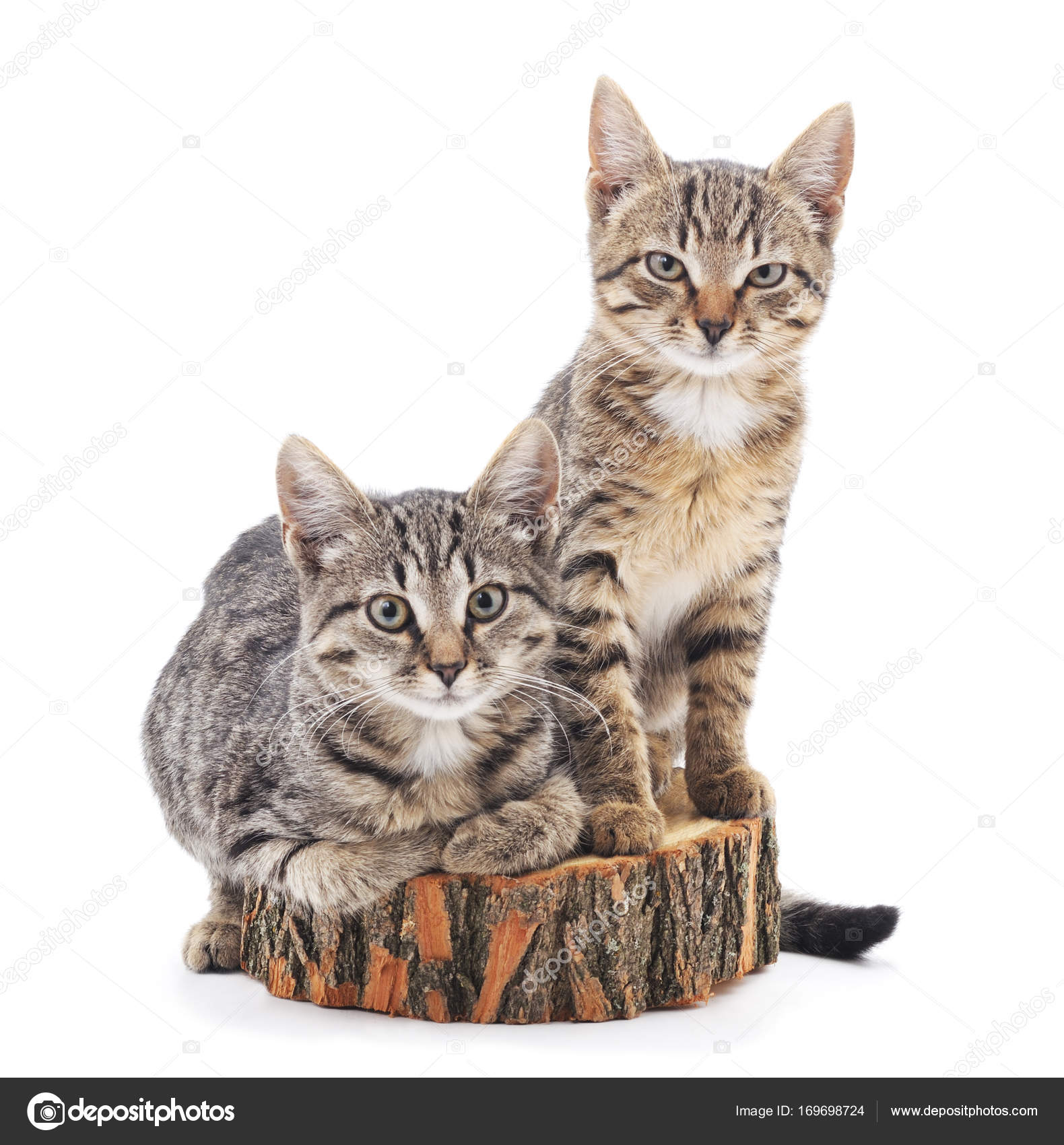 Cama para gatos Catio/Percha de ventana (Se adapta a ventanas de 24”-36”) -  Etsy México, image size:1580x1700