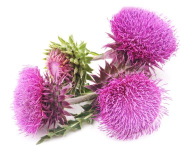 İzole çiçekli çalı.