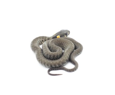 Küçük sürüngen izole.