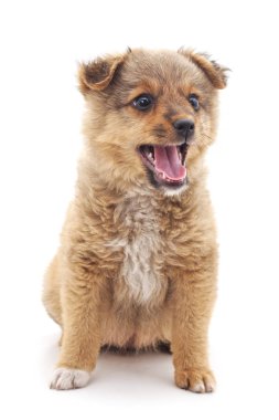 Küçük köpek izole.