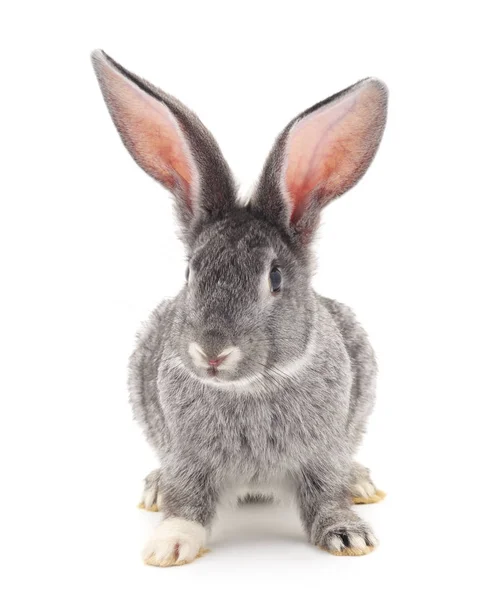 Jeden šedý králík. — Stock fotografie