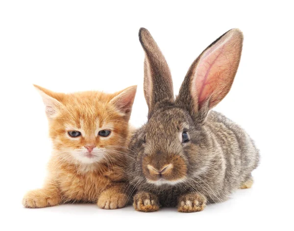 Chat et lapin. — Photo