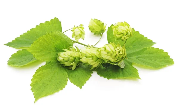 Grüner Hopfen isoliert. — Stockfoto